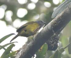 Image of Capped Conebill