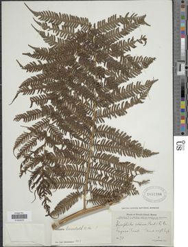 Image of <i>Cyathea lunulata</i> (G. Forst.) Copel.