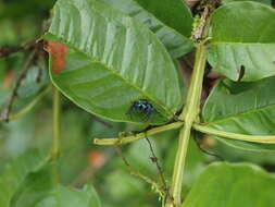 Image of Parnaenus cyanidens (C. L. Koch 1846)