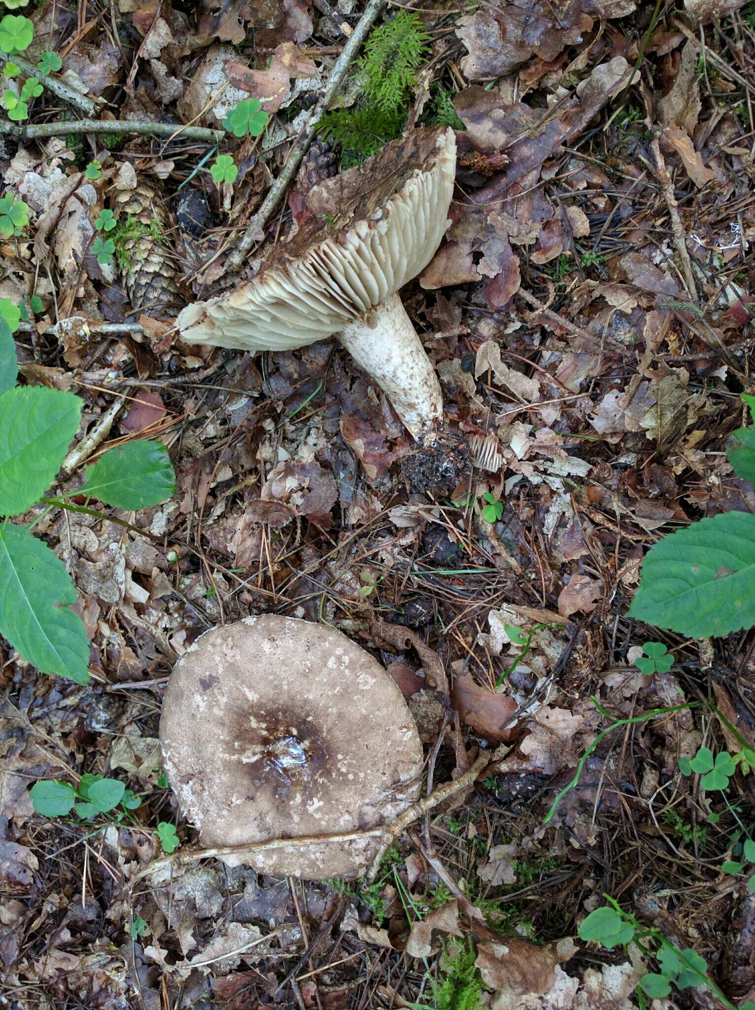 Image of Russula nigricans Fr. 1838