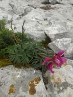 Image of Paeonia officinalis subsp. microcarpa (Boiss. & Reuter) Nyman