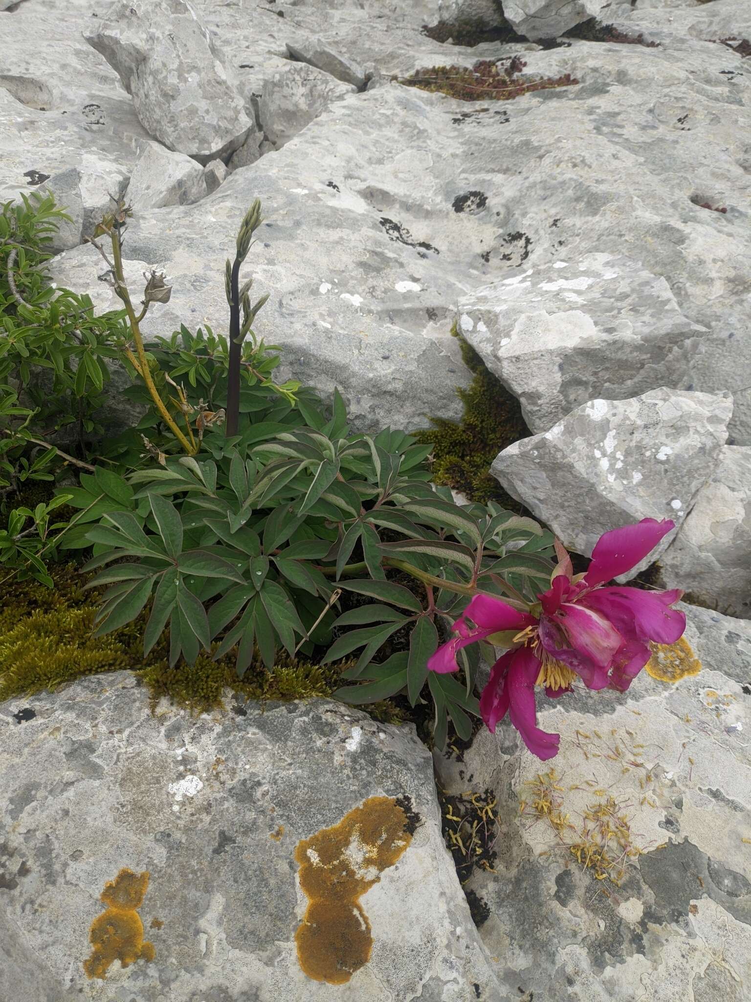 Image of Paeonia officinalis subsp. microcarpa (Boiss. & Reuter) Nyman