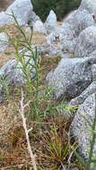 Plancia ëd Chloracantha spinosissima (Brandegee) Nesom