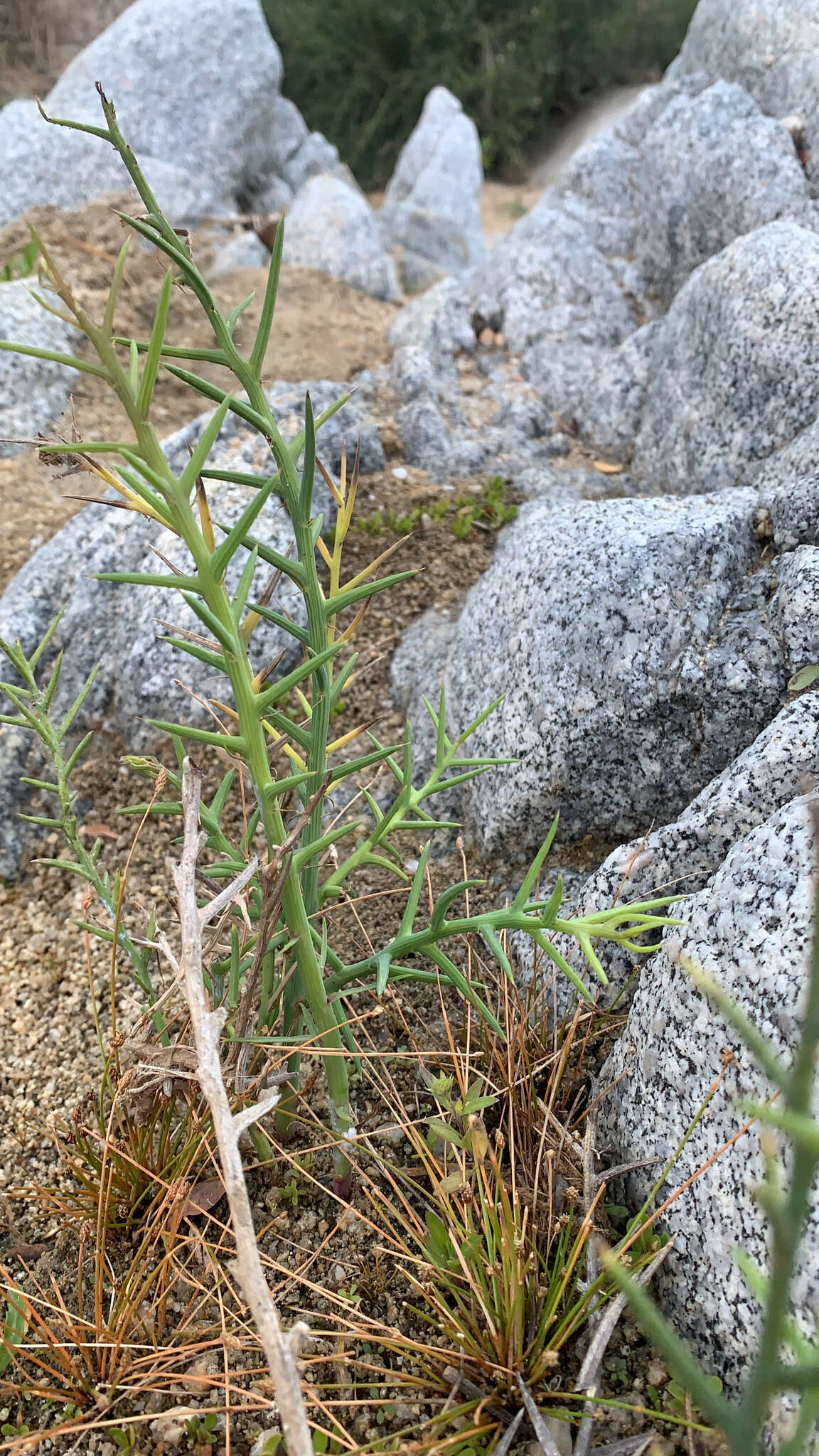 Imagem de Chloracantha spinosissima (Brandegee) Nesom