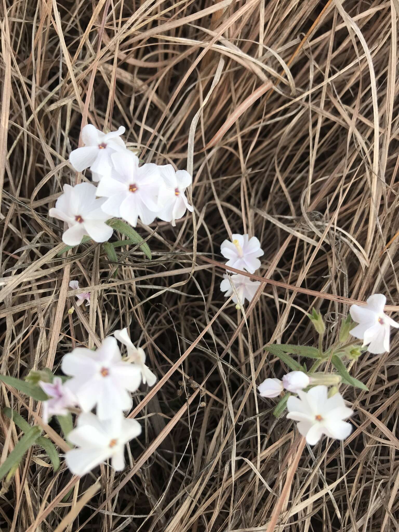 Image of Oklahoma phlox