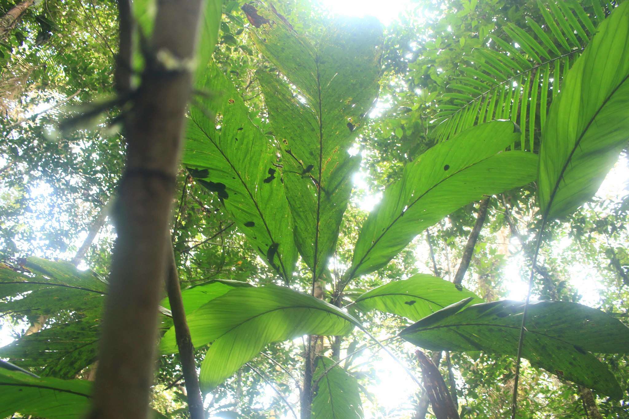 Bactris nancibaensis Granv. resmi