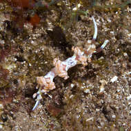 Image of Flabellina engeli Ev. Marcus & Er. Marcus 1968