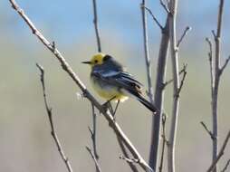 Image of Citrine Wagtail