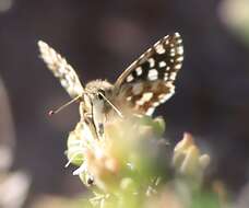 Image de Spialia spio Linnaeus 1764