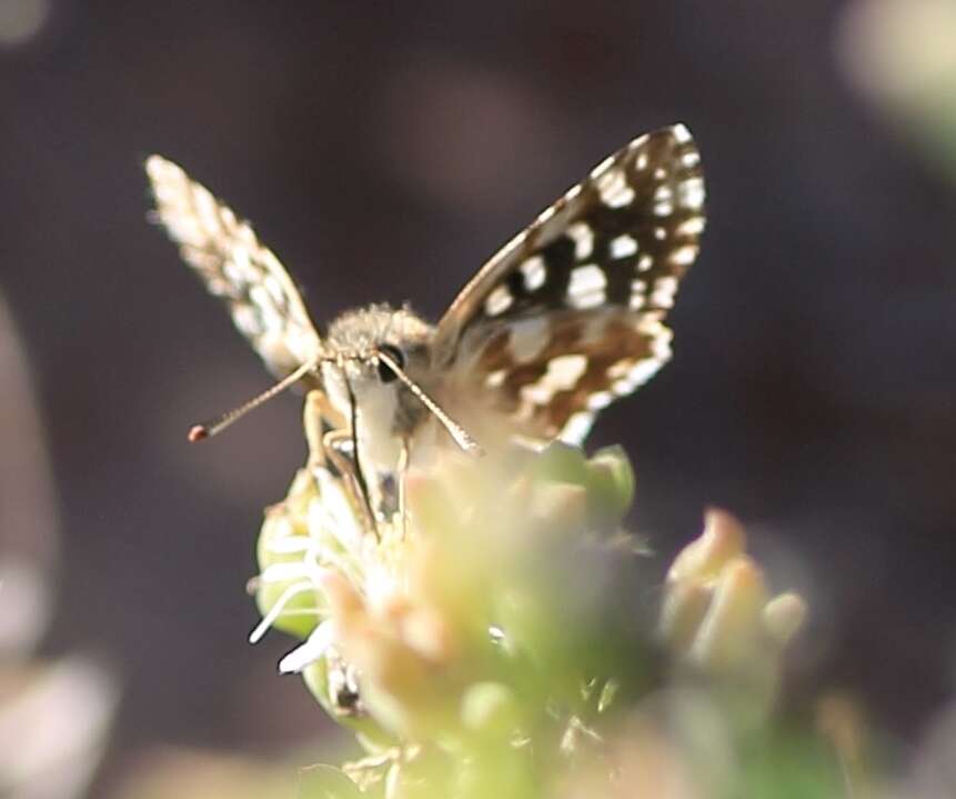 Image of Spialia spio Linnaeus 1764