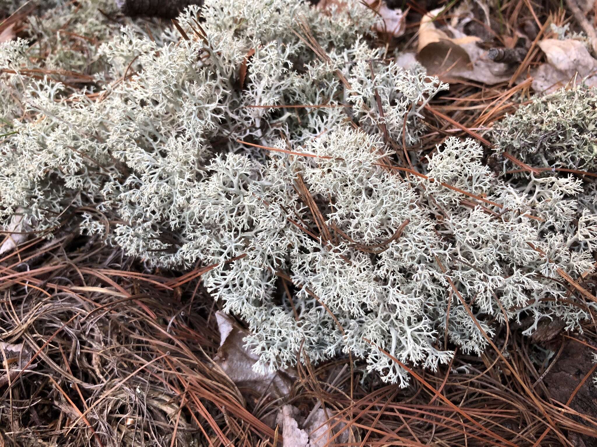 Cladonia arbuscula subsp. mitis (Sandst.) Ruoss resmi