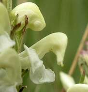 Image de Pedicularis parryi A. Gray