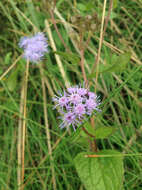 Image of blue mistflower