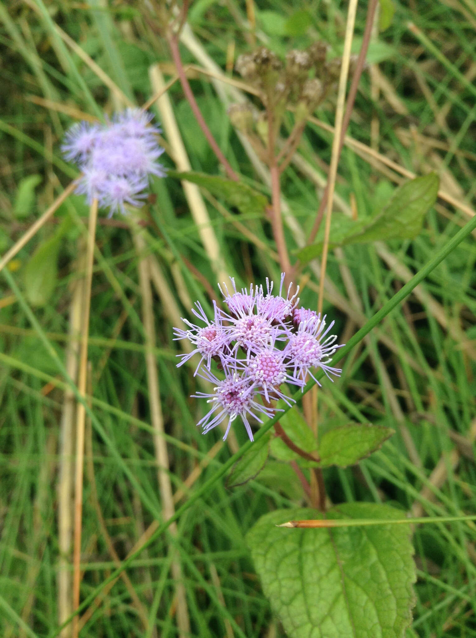 Plancia ëd Conoclinium coelestinum (L.) DC.