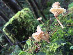 Image de Lichenomphalia umbellifera (L.) Redhead, Lutzoni, Moncalvo & Vilgalys 2002