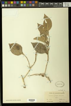 Image of <i>Drypetes rotensis</i> Kaneh.