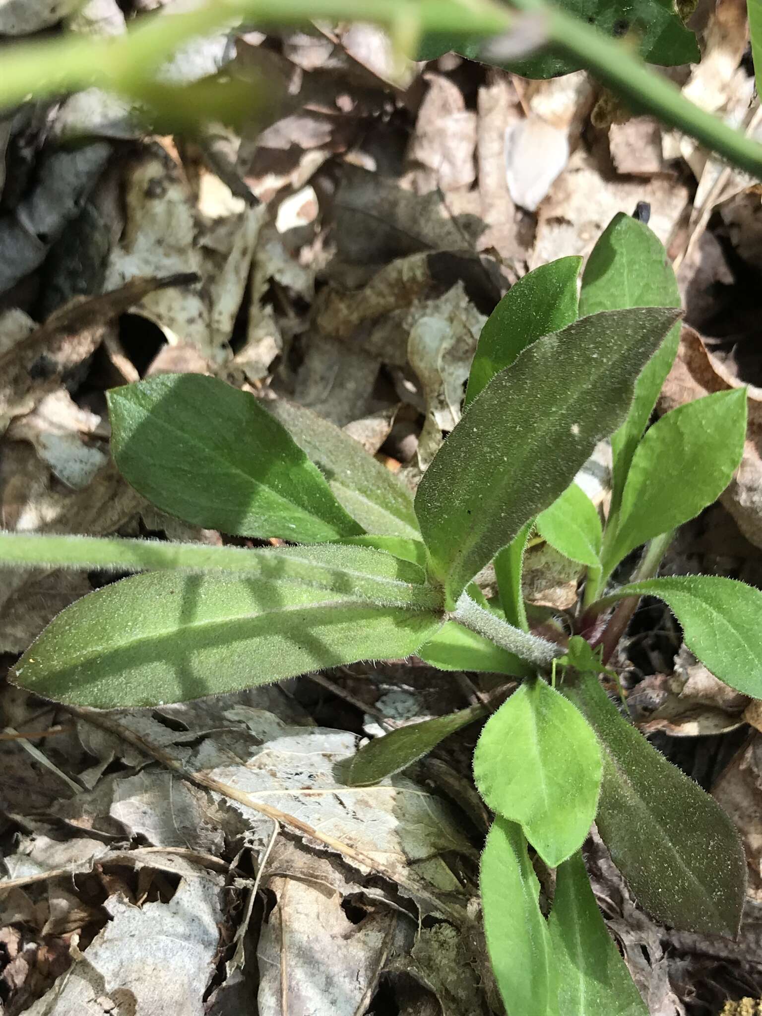 Image of Silene virginica var. virginica