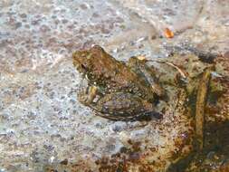 Litoria meiriana (Tyler 1969)的圖片