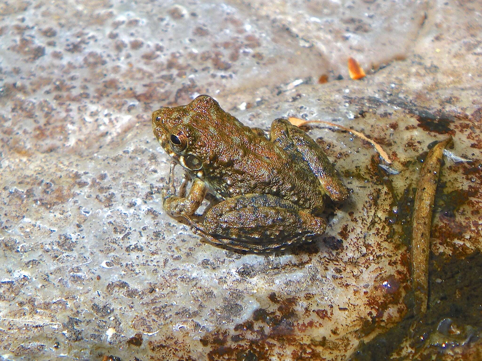 Litoria meiriana (Tyler 1969)的圖片