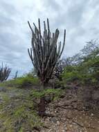 Image de Cereus repandus (L.) Mill.