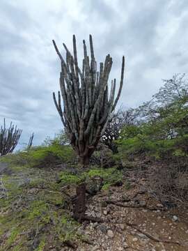 Cereus repandus (L.) Mill. resmi