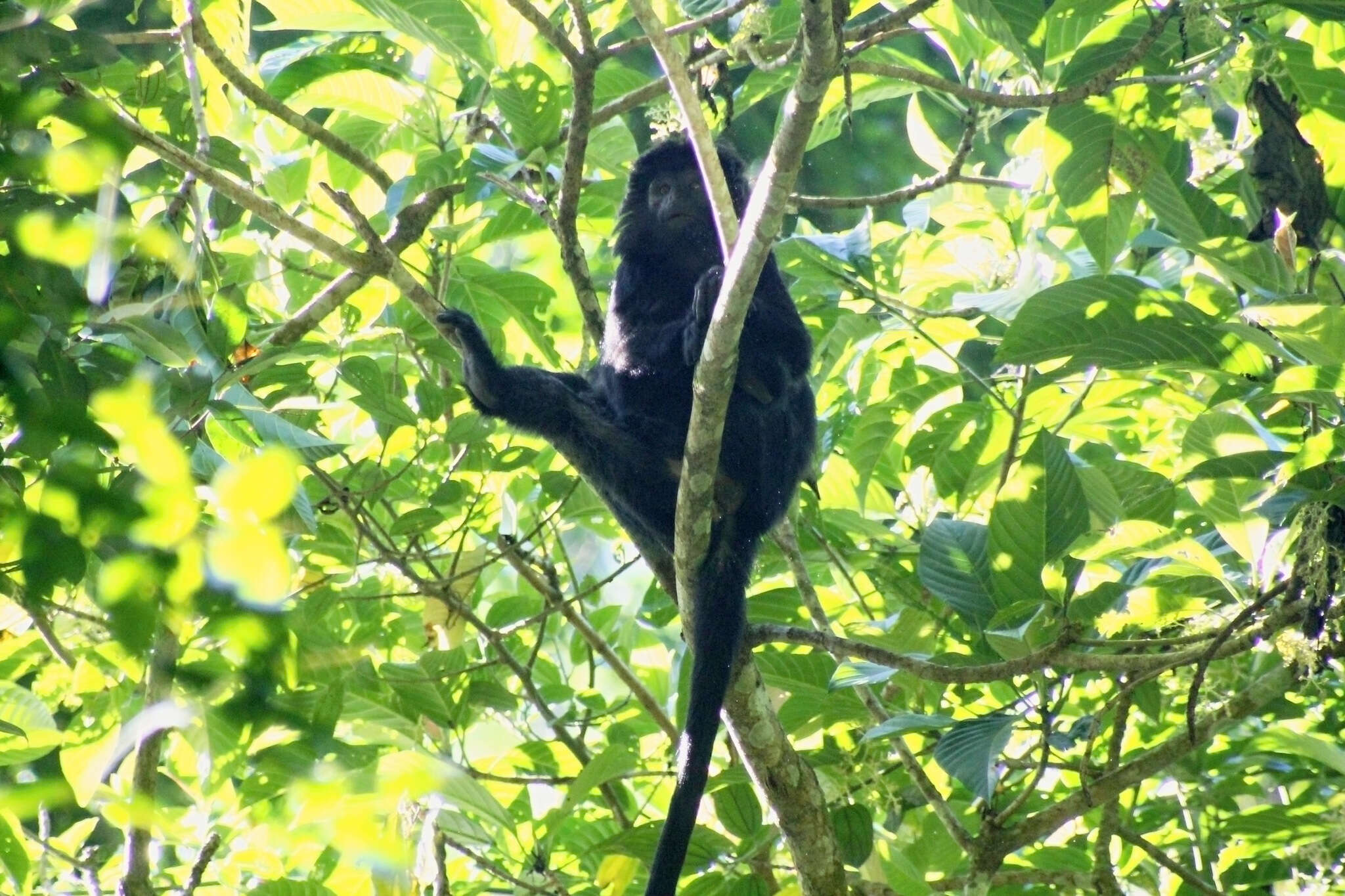 صورة Trachypithecus auratus (É. Geoffroy Saint-Hilaire 1812)