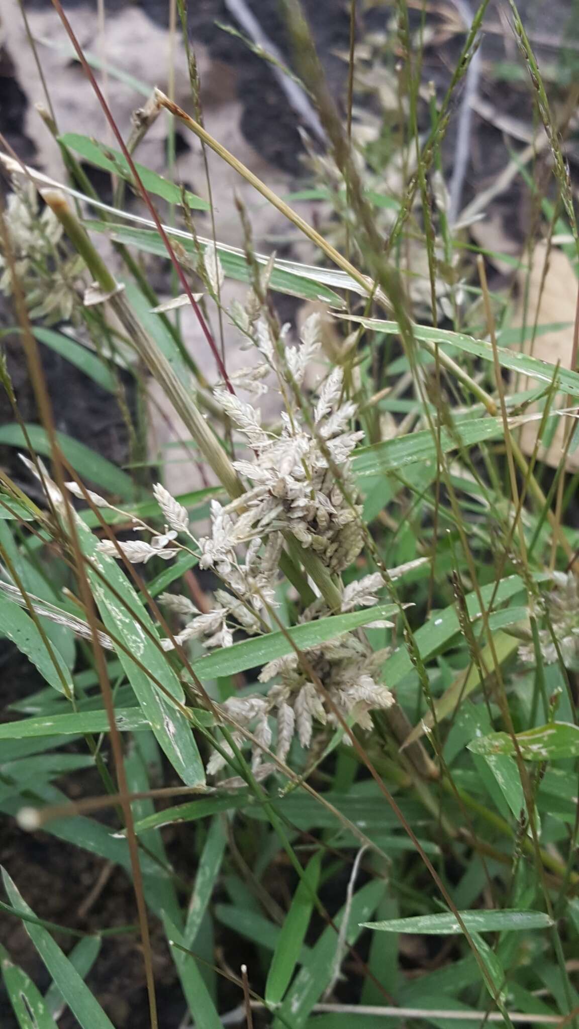 Imagem de Eragrostis cilianensis (All.) Janch.