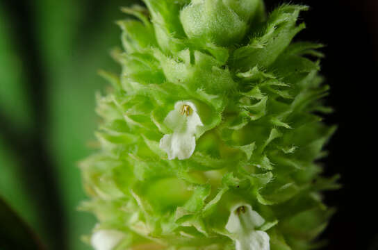 Image of Achyrospermum oblongifolium Baker