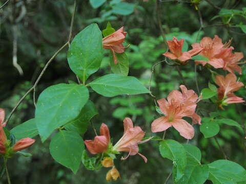 Image of Rhododendron kaempferi Planch.