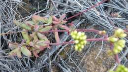 Image of Crassula pubescens subsp. pubescens