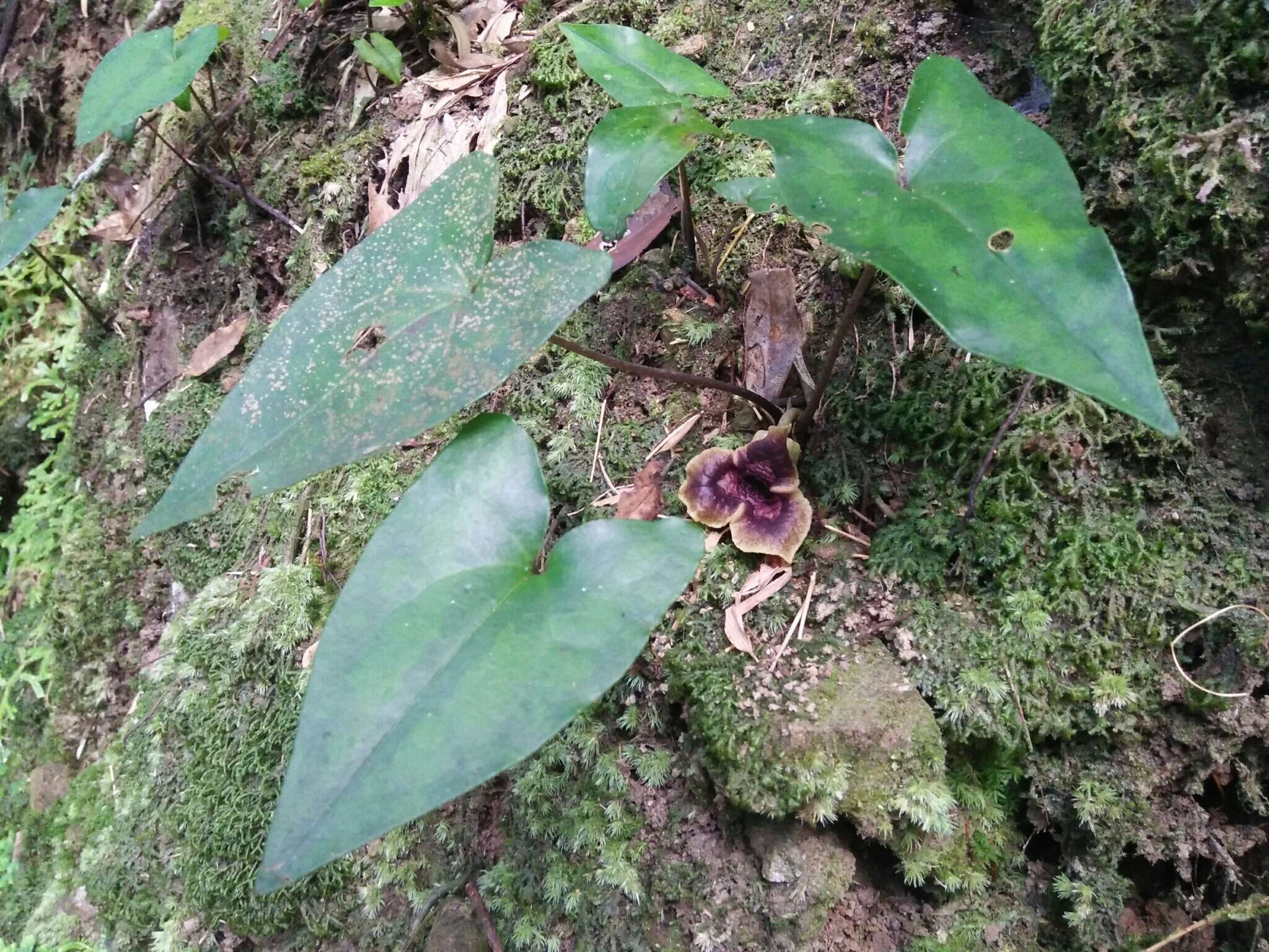 Image of Asarum hypogynum Hayata