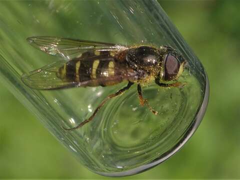 Image of Dasysyrphus venustus (Meigen 1822)