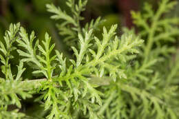 صورة Achillea ligustica All.