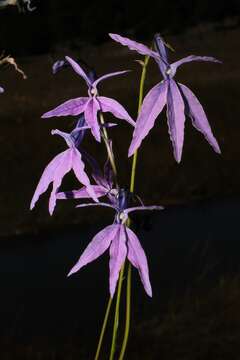 Image de Lobelia ehrenbergii Vatke