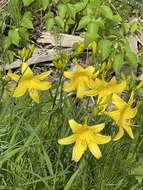 Imagem de Hemerocallis lilioasphodelus L.