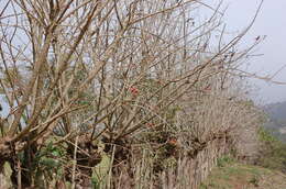 Image of Erythrina goldmanii Standl.