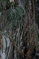Image of Saxifraga callosa subsp. callosa