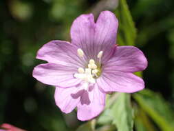 Image of Epilobium duriaei Godron