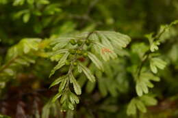 Image of Hymenophyllum peltatum (Poir.) Desv.