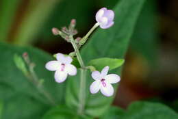 Pseuderanthemum variabile (R. Br.) Radlk. resmi