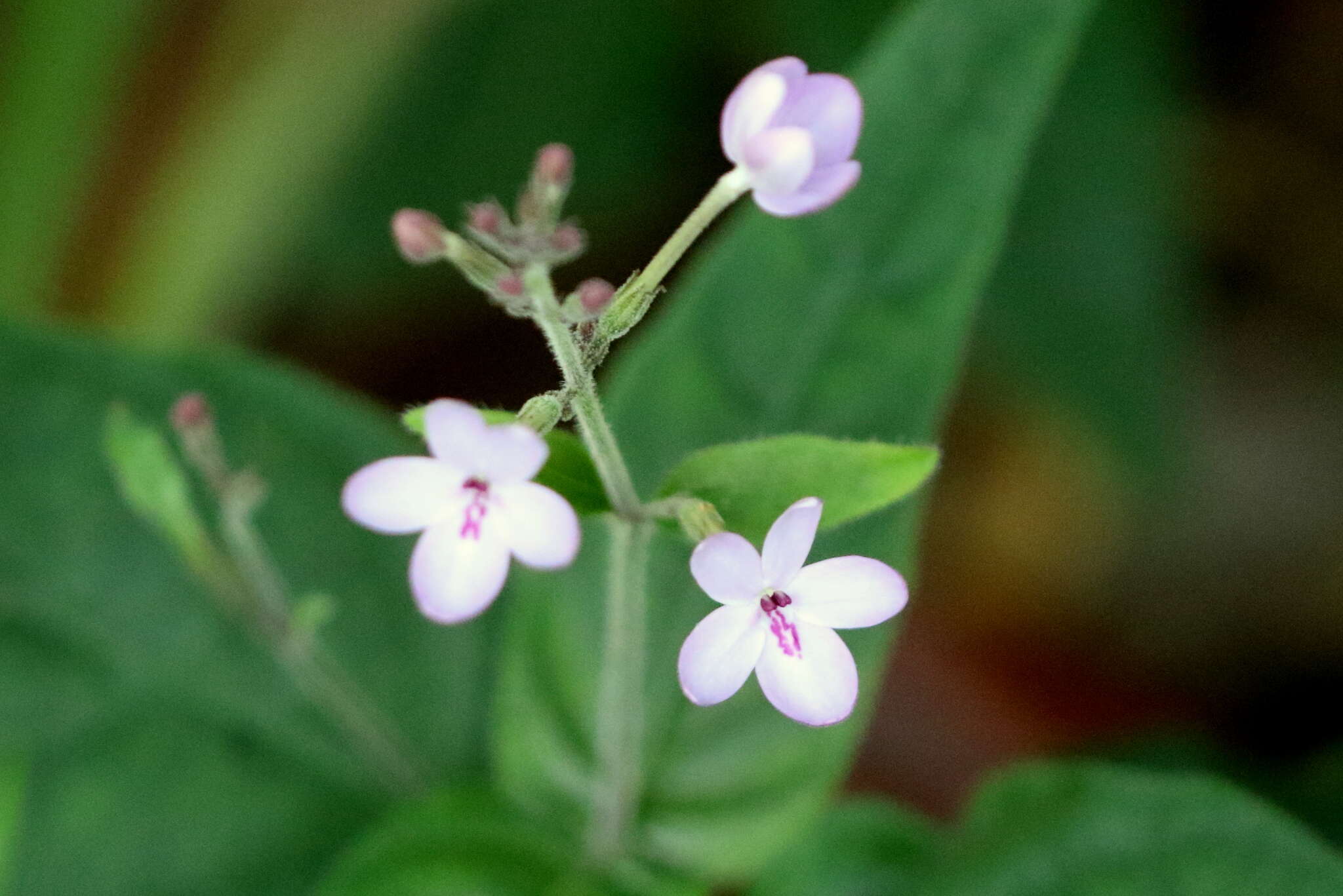 Image de Pseuderanthemum variabile (R. Br.) Radlk.