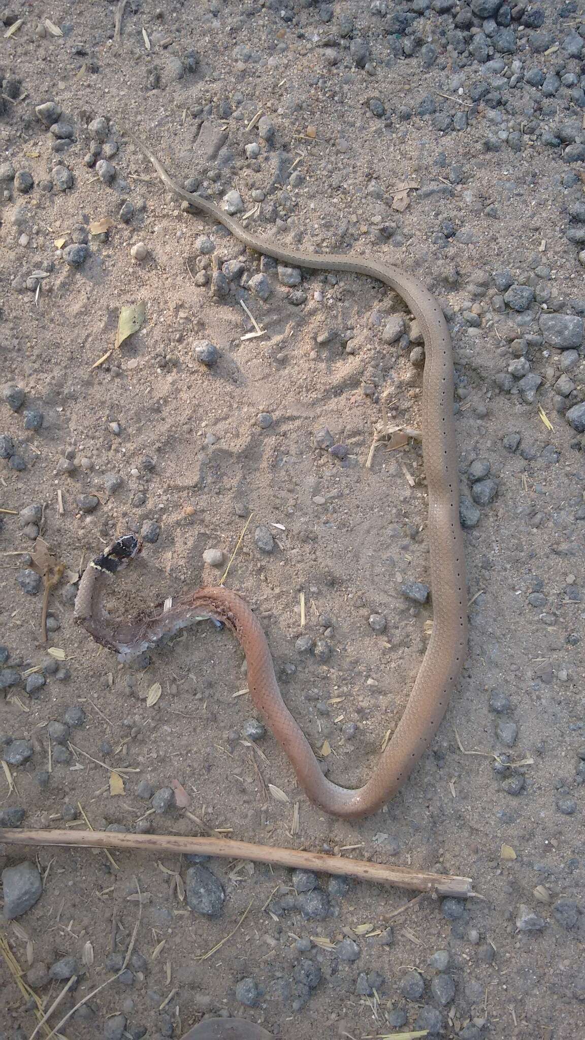 Image of Duméril's black-headed snake