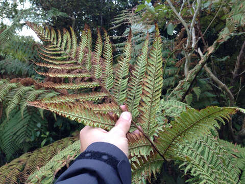 Image de Dicksonia squarrosa (G. Forst.) Sw.