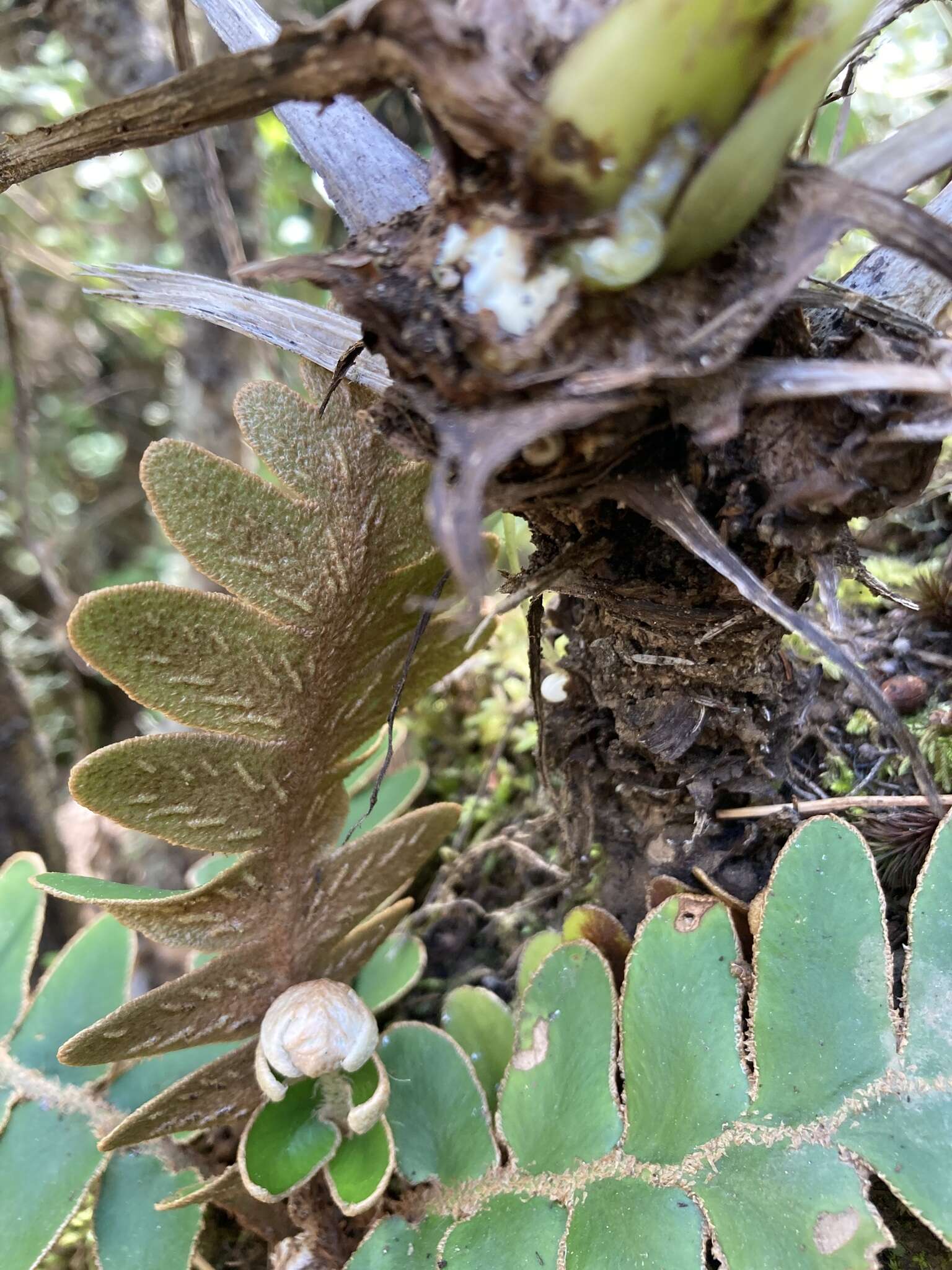 Imagem de Asplenium aureum Cav.