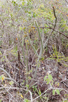 Image of Leocereus bahiensis Britton & Rose