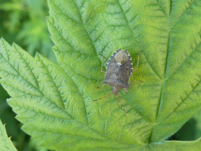 Image of Dusky Stink Bug