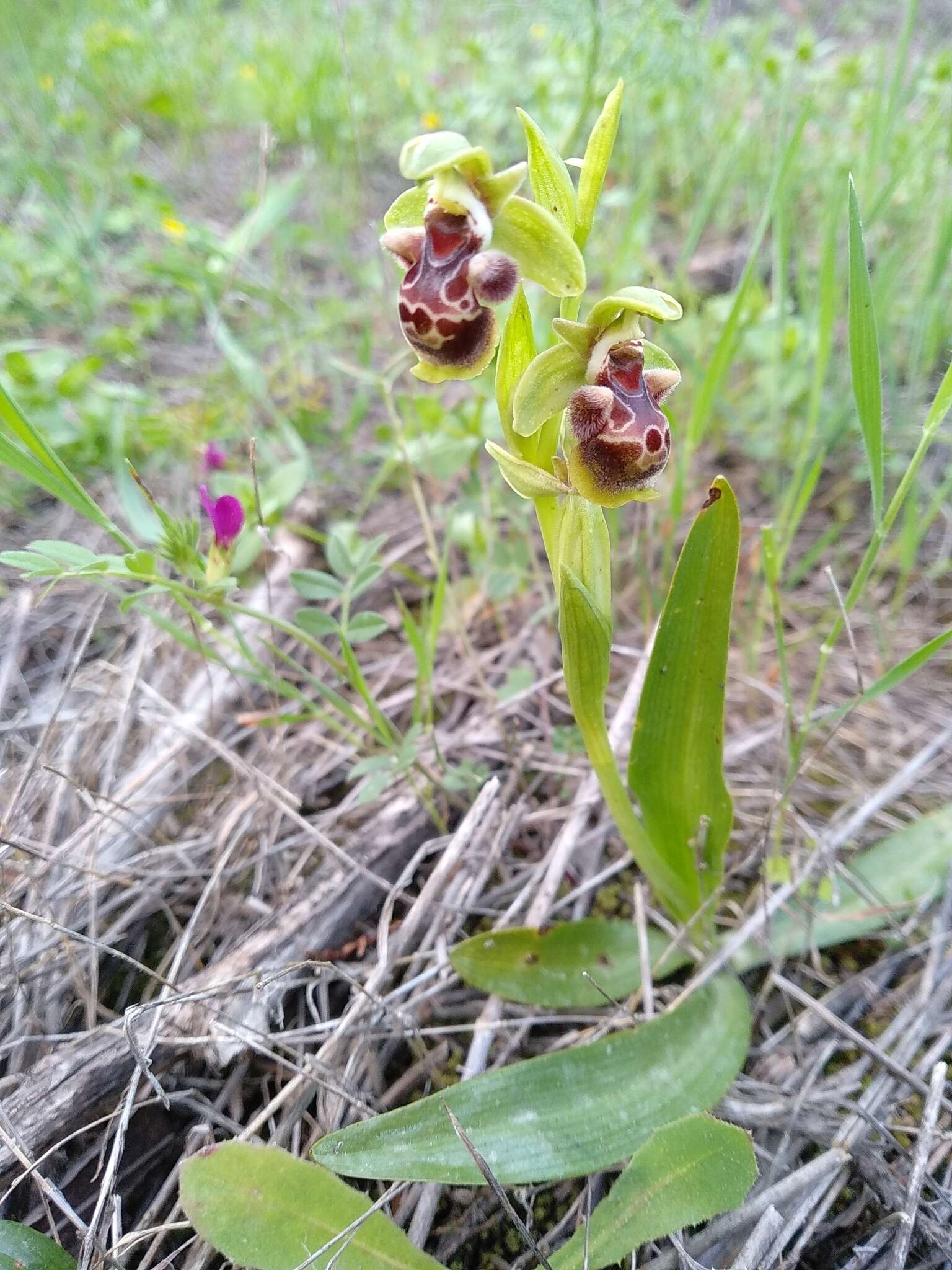 Image of Ophrys umbilicata subsp. flavomarginata (Renz) Faurh.