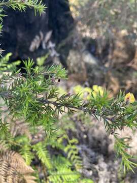 Слика од Pultenaea juniperina Labill.