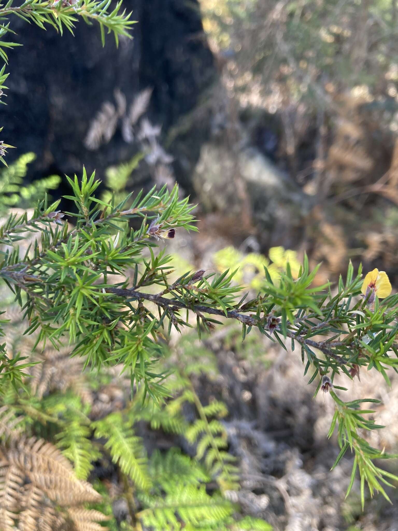 Imagem de Pultenaea juniperina Labill.