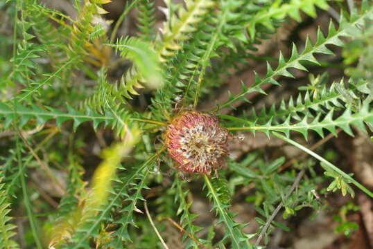 صورة Banksia nivea Labill.